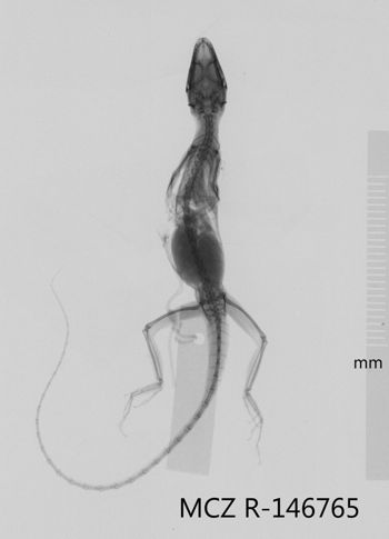 Media type: image;   Herpetology R-146765 Aspect: dorsoventral x-ray